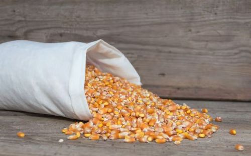 Natural Maize Cattle Feed, Color : Yellow, Packaging Type : PP Bag