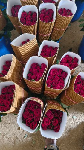 Common Fresh Red Roses, Brand Name : Tajmahal, Grade : First