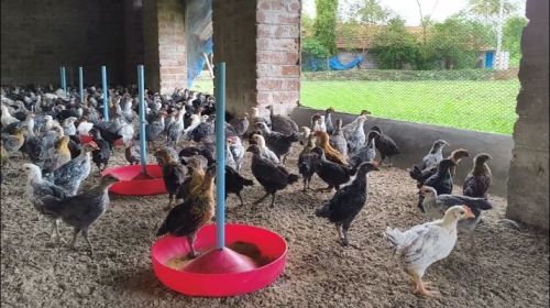 1 Month Old Country Chicks for Petting Zoos, Educational Purposes