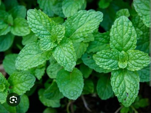 Fresh Mint Leave, Packaging Size : 10 Kg, Packaging Type : Loose