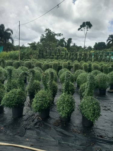 Coated Decorative Live Plants Multisizes, All