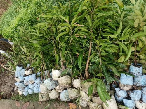 Mango Fruit Plant, Color : Green, Packaging Type : Plastic Bag