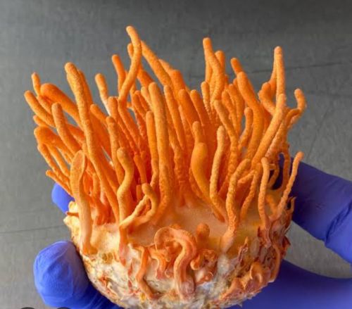 Cordyceps Militaris, Form : Raw (Dried)