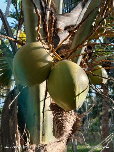 Hard Organic Coconut, Color : Green, Form : Solid