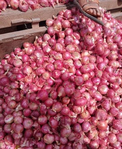 Natural Firm Red Onion, Shape : Round, Oval, Form : Whole