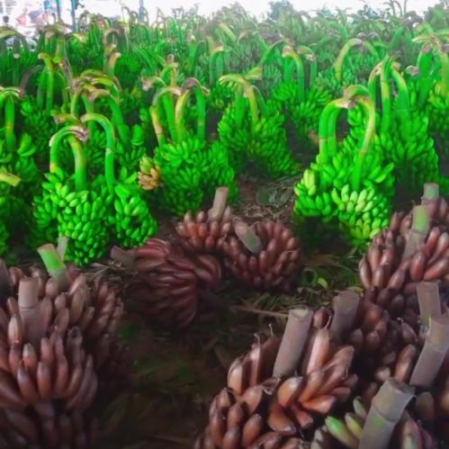 Bananas, Packaging Type : Carton for Home, Juice