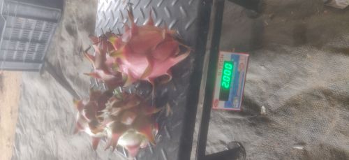 Red Natural dragon fruit for Raw Consumption, Smoothies, Salads