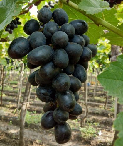 Grapes, Packaging Type : Paper Box for Sweet, Juicy