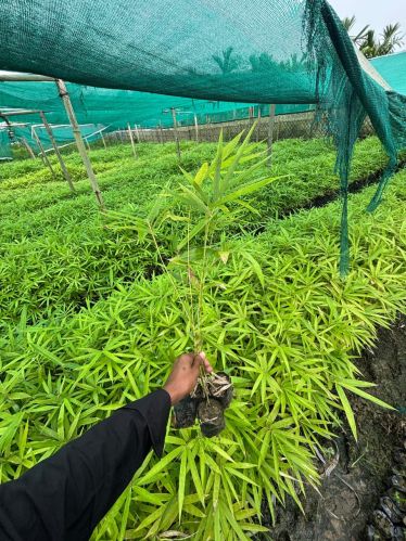 Bamboo Plant for Home Decor, Air Purification