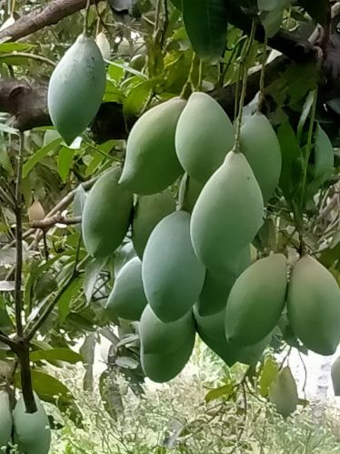 Organic Fresh Mango, Packaging Type : Green for Juice, Pulp, Dessert