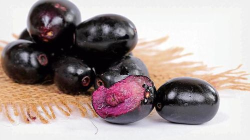 Jamun for Home