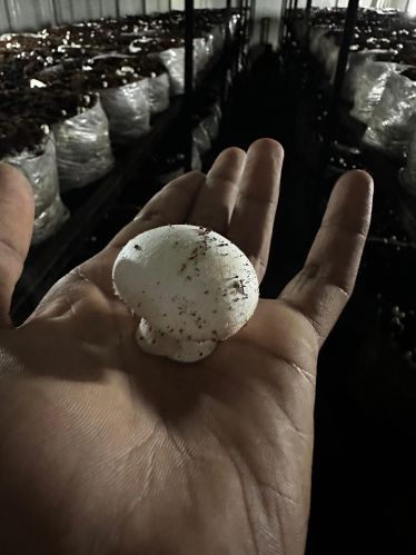 Gujarat Natural Button Mashroom, Packaging Size : 200g White