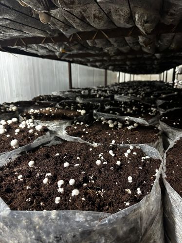 Agaricus Mushroom, Color : Pure White