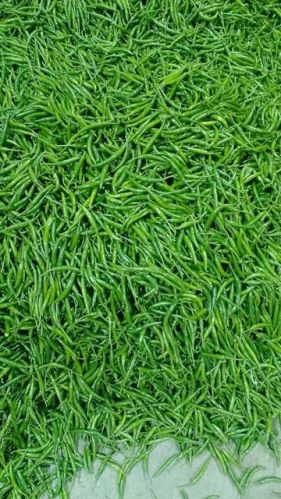 Fresh G4 Green Chilli, Speciality : Rich In Taste