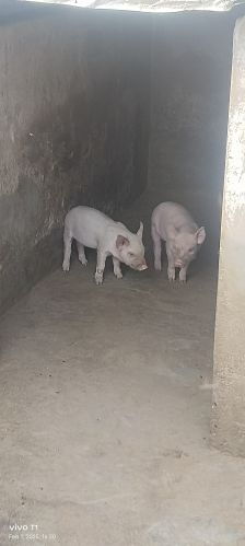 Piglet, Packaging Type : Pink for Toy