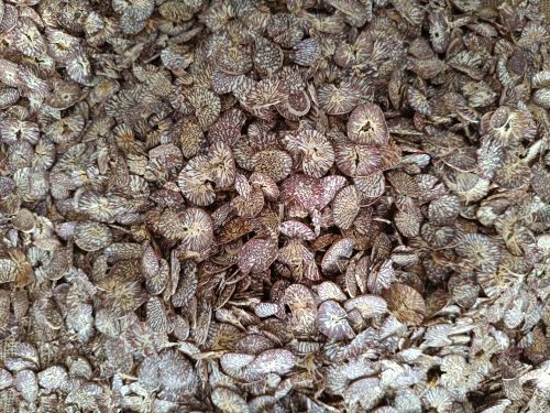 Organic Betal Nuts, Color : Black & Dark Brown, Brown, White