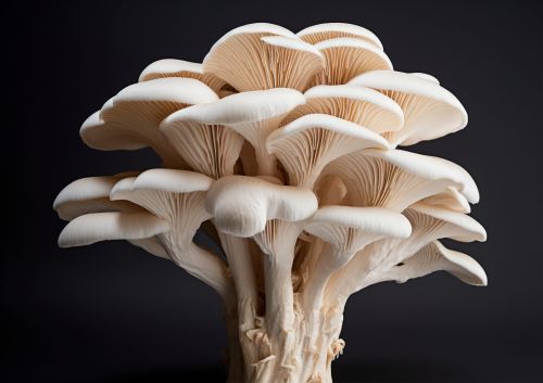 Natural Fresh Oyster Mushroom, Packaging Size : 5-25kg for Cooking