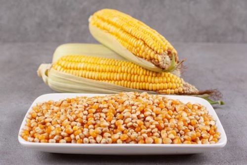 Yellow Maize Seeds 16%, Packaging Size : 5-25kg