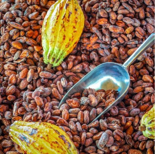 Nuivita Cocoa Beans for Cosmetics, Bakery Products, Chocolates