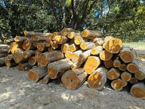 Plain Segun Wood Log, Color : Brown for Boats, Door, Making Furniture