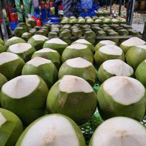 Raw Semi Husked GMO fresh coconuts, Brand Name : 99 Gold Data