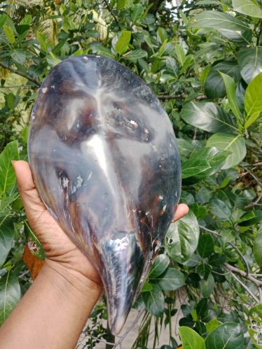 Polished Sea Shell Oyster Clamp