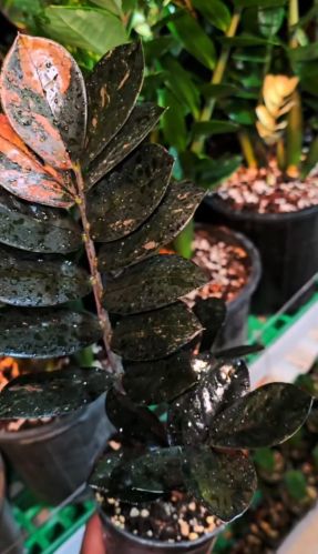 Black Zz Raven Plant Multisizes