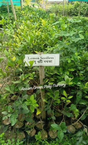 Organic Seedless Lemon Plant, Color : Green Small, Medium, Large