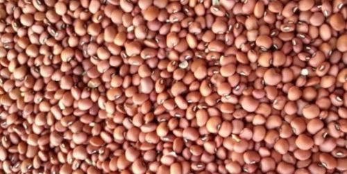 Cowpea Seeds, Color : Brown, Packaging Type : Sealed Packet