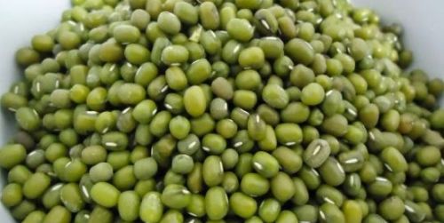 Green mung beans, Packaging Type : Bags Or Bulk for Cooking, Sprouting