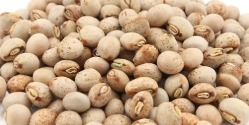Pigeon Peas, Packaging Type : Beige When Dried