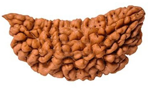 1 Mukhi Rudraksha Beads, Color : Brown 4mm for Spiritual Purposes