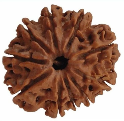 10 Mukhi Rudraksha Beads, Color : Brown