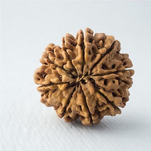 9 Mukhi Nepali Rudraksha, Color : Brown Medium