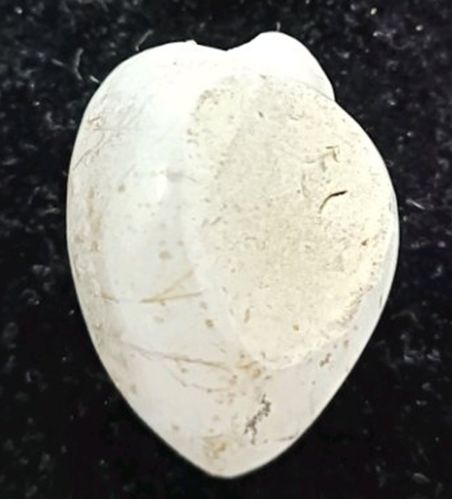 Fossil Shell Shankh, Color : White, Weight : 180 Gm