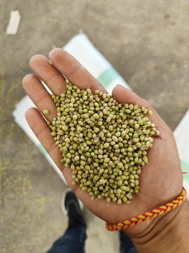 Coriander Seeds, Color : Green, Packaging Type : PP Bag