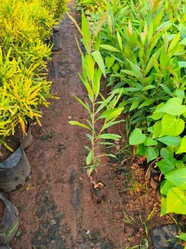 Plant Saplings, Grade : Gardening, Packaging Type : Cover for Gifting