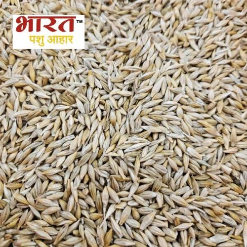 Barley Feed, Feature : High In Protein