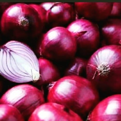 Fresh Onion, Color : Red, State OF Origin : Maharashtra