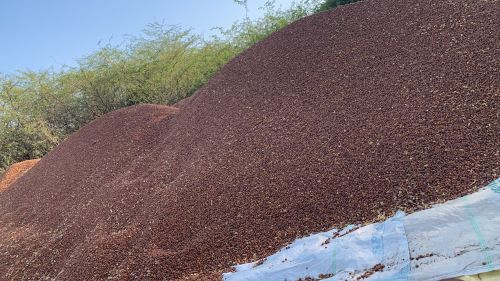 Natural Bengal Gram, Packaging Size : 60, Packaging Type : Brown