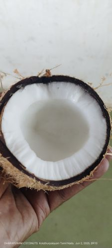 DC Semi Husked Hard Natural Coconut, Color : Brown, Weight : 500gm