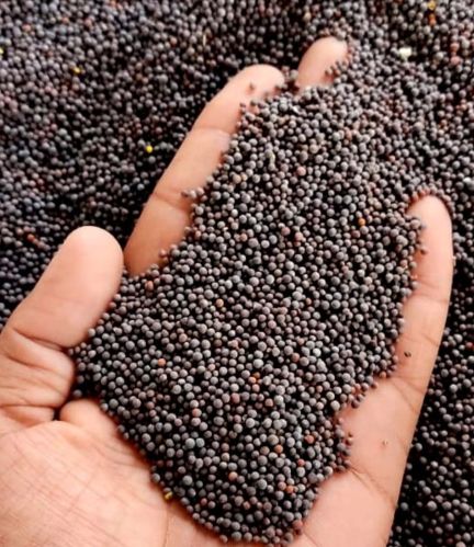 Black Mustard Seeds, Packaging Type : Packets Or Containers.