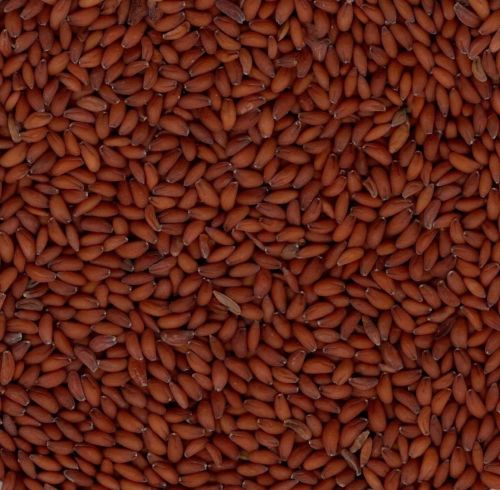 Brown Asaliya-halim Seed, Packaging Type : Typical Packaging