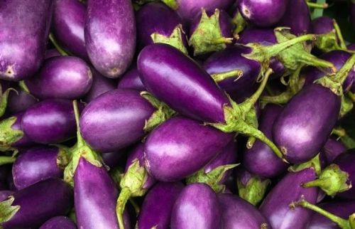 Fresh Eggplant, Color : Purple for Consumption