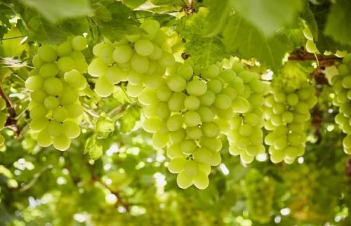 Fresh grapes Specialities : Non Harmful, Good For Nutritions