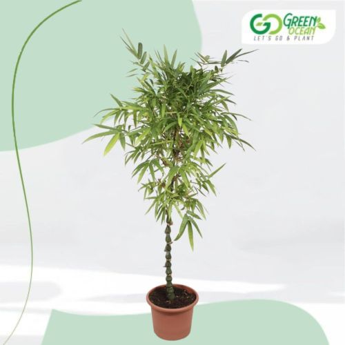 Buddha Bamboo Plant