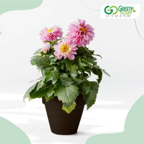 Dahlia Plant for Plantation