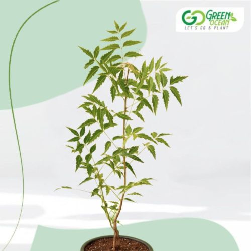 Neem Tree Plant