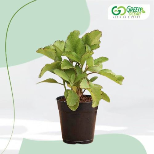 Patharchatta Herbal Plant For Houseplant