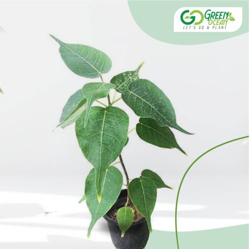 Leaves Peepal Plant